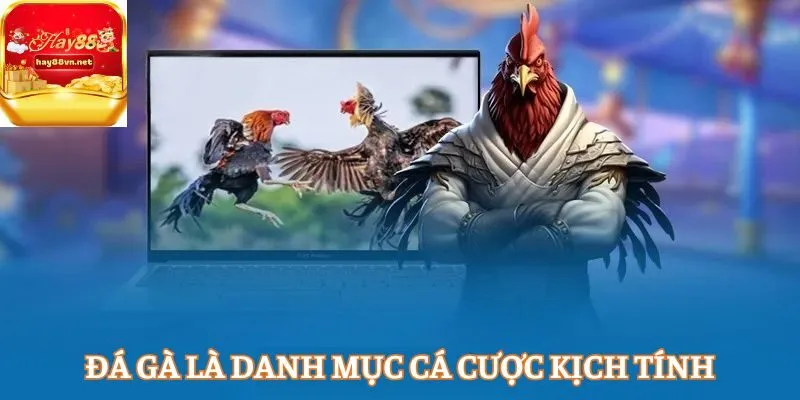 Đá gà là danh mục cá cược kịch tính