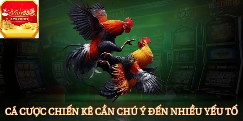 Tham gia cá cược chiến kê cần chú ý đến nhiều yếu tố